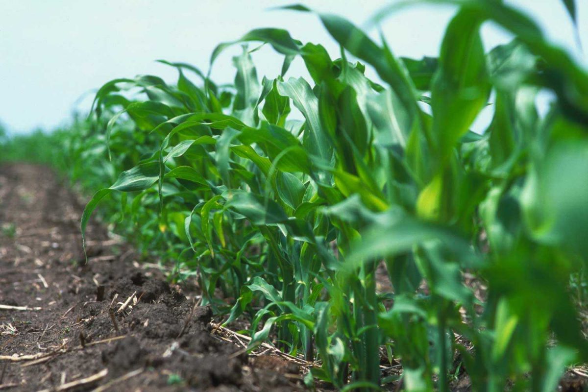 Agronomy Early Corn