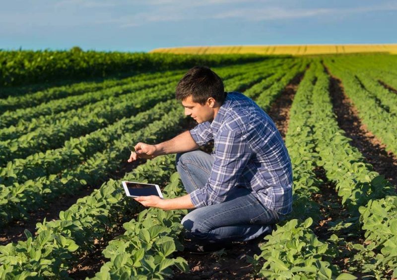 Agronomist In Soybean Field