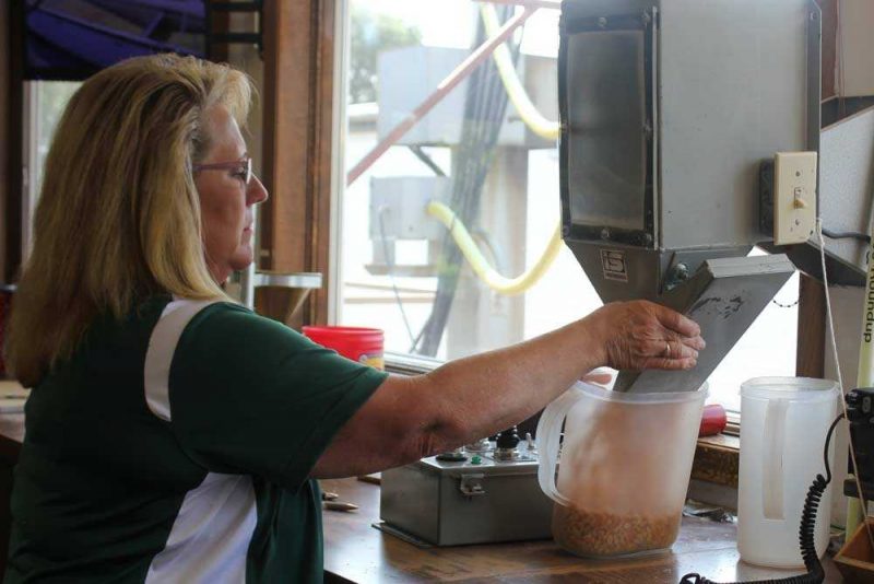 Individual Grading Corn