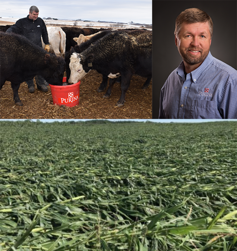 Cows and cornstalks