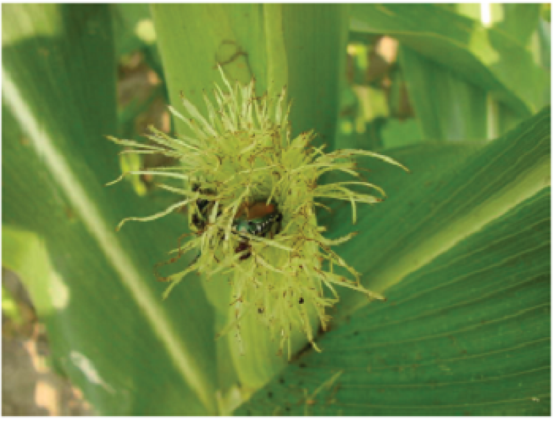 Figure 2 Japanese beetles clipping silks