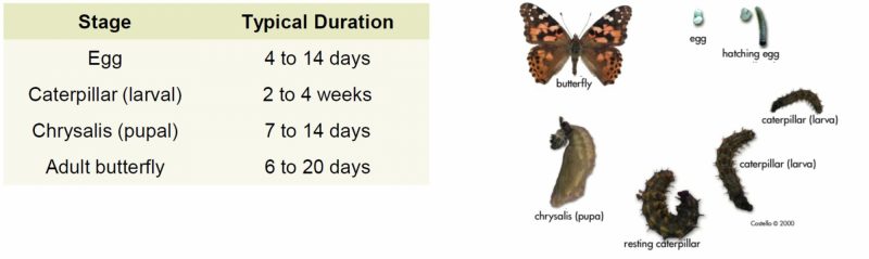 Stages of Thistle Caterpillar