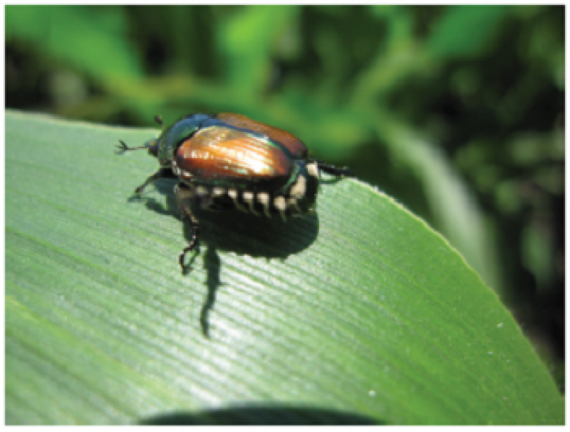 Beetle