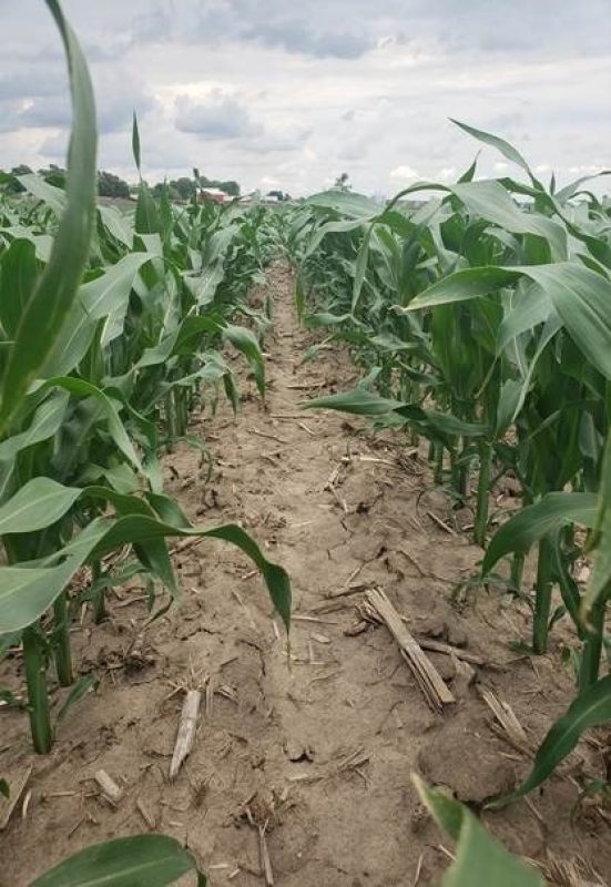Corn 062419