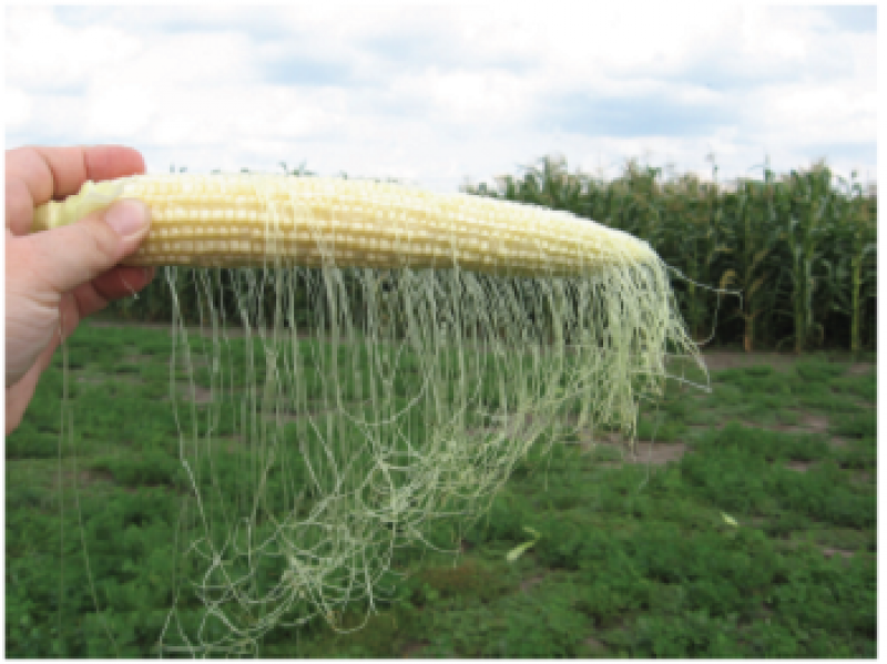 Corn silks