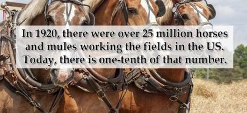 Horses working comments 03102020