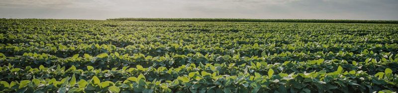 Field Landscape