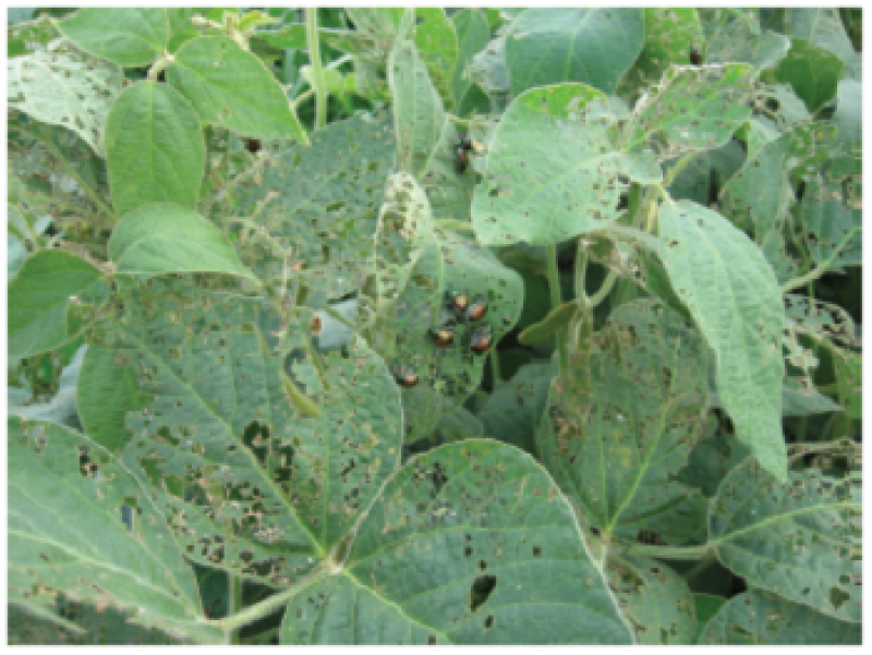 Japanese beetles