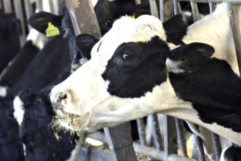 Close up of dairy cow in free livestock stall