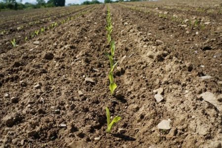 Corn Emergence 2