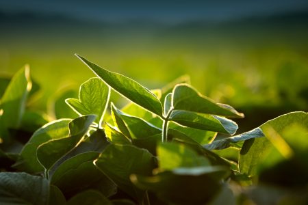 Soybeans Clean
