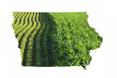 State of Iowa corn and soybeans 1
