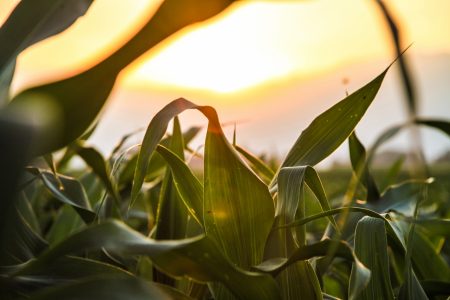 Agriculture Cereals Corn 1242 Pixels Free To Use