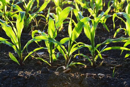 Corn 96770 pixels free to use