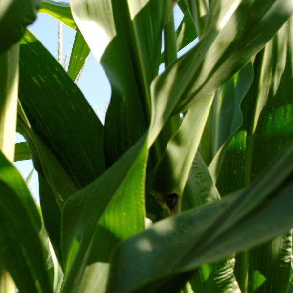 Corn closeup