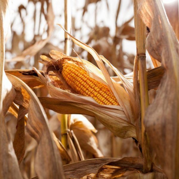 Corn Podcast Image