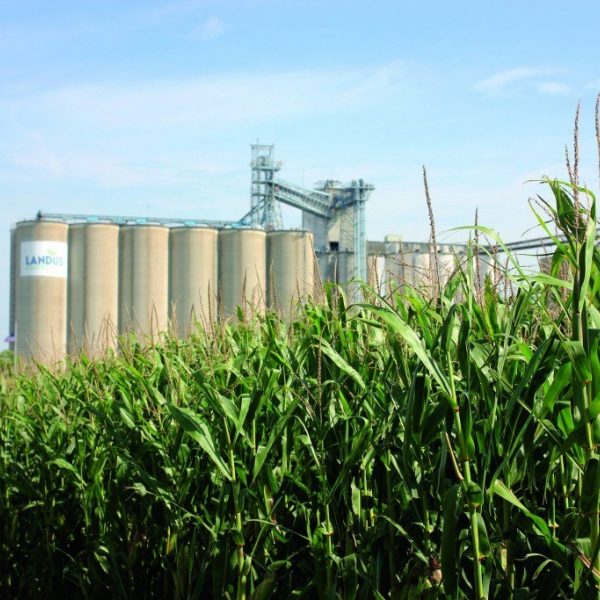 Grain Cornfield Wlandus Cooperative 2016 1024X683