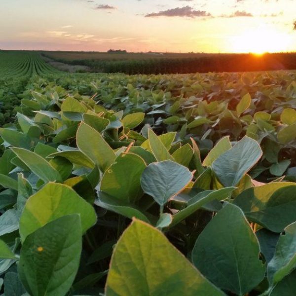 Soybean Field Sunshine 1024X576