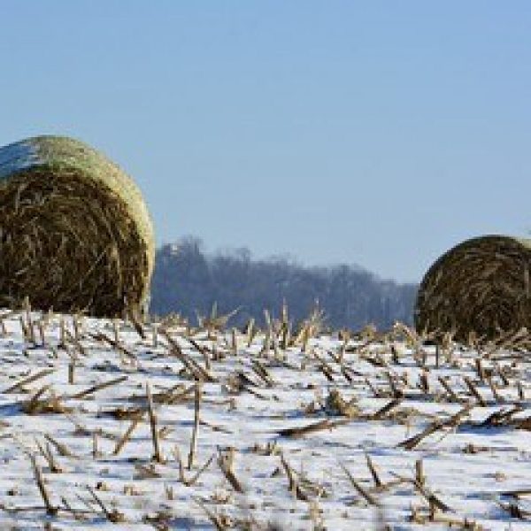 Winter Bales