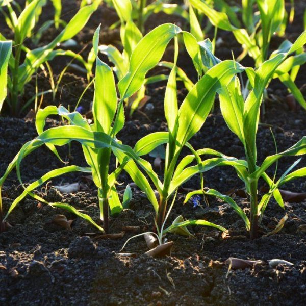 Corn 96770 Pixels Free To Use 1024X683