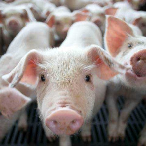 Pigkeyframe
