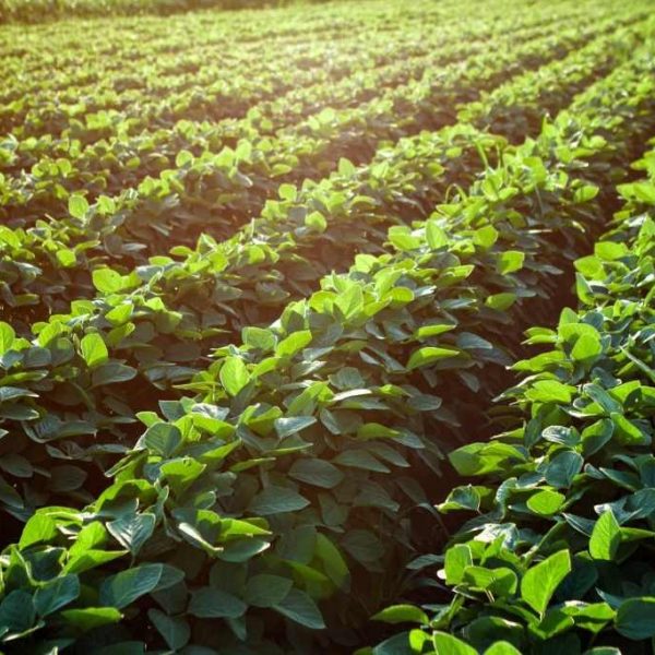 Shutterstock 526530454 Soybean Fields 1024X683